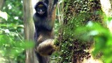 A Dry Horizon for the Amazon
