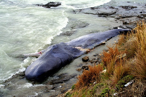 This whale carcass could have been a feast for deep-sea beasties. [Credit: They-Speak a Different-Language, flickr.com]