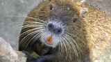 Would you wear this rodent as a coat?
