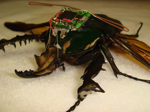 A giant flower beetle wears a backpack of electronic implants that allow researchers to wirelessly control its flight [Credit: Hirotaka Sato and Michel Maharbiz, University of California, Berkeley]