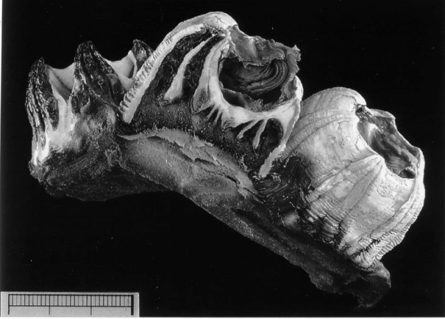 How Do Barnacles Attach to Whales? - Scienceline